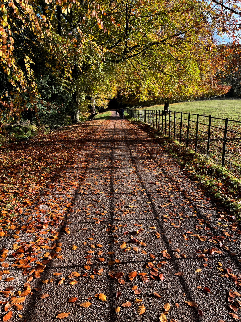 Fence Shadows, Wallington, Northumberland